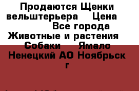 Продаются Щенки вельштерьера  › Цена ­ 27 000 - Все города Животные и растения » Собаки   . Ямало-Ненецкий АО,Ноябрьск г.
